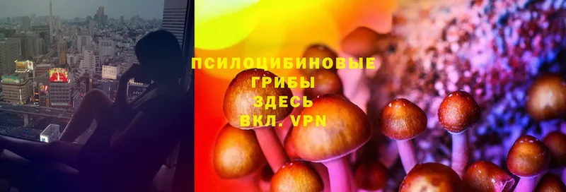 Псилоцибиновые грибы Cubensis  Клинцы 